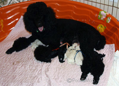 newborn standard poodle puppies