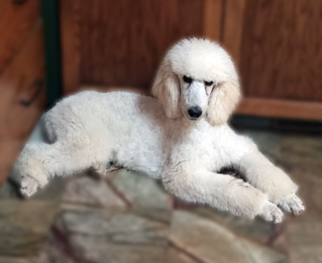 Watch our Puppies Grow! - Poodle Mojo