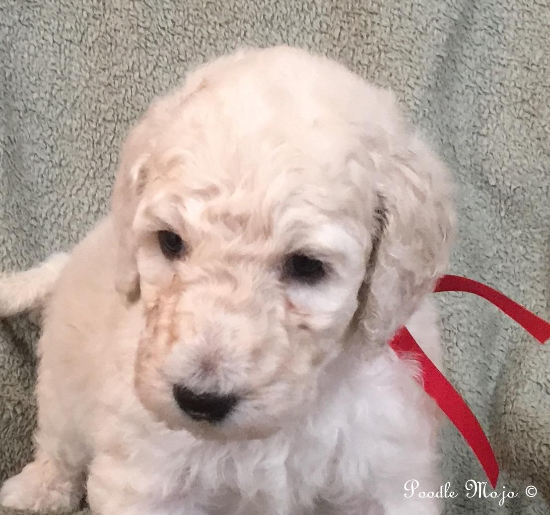 white standard poodle