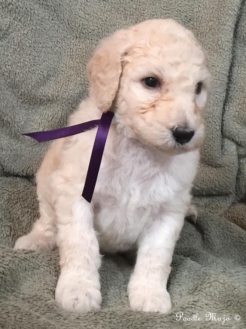 white standard poodle