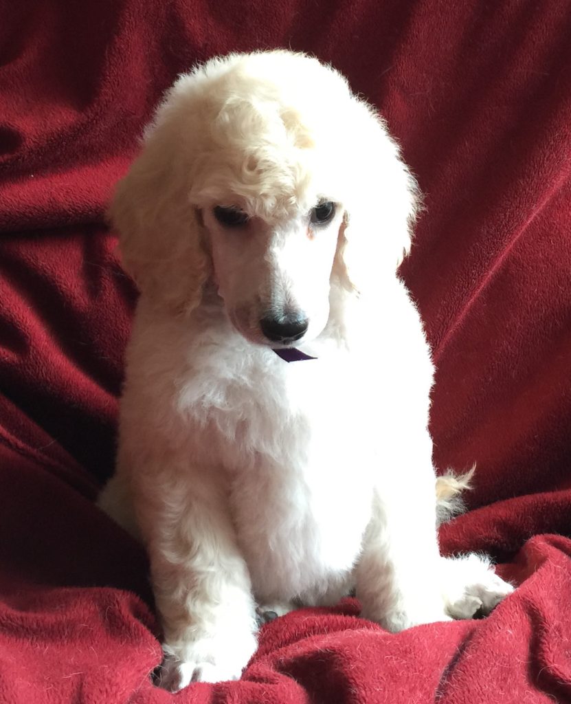 white standard poodle puppy