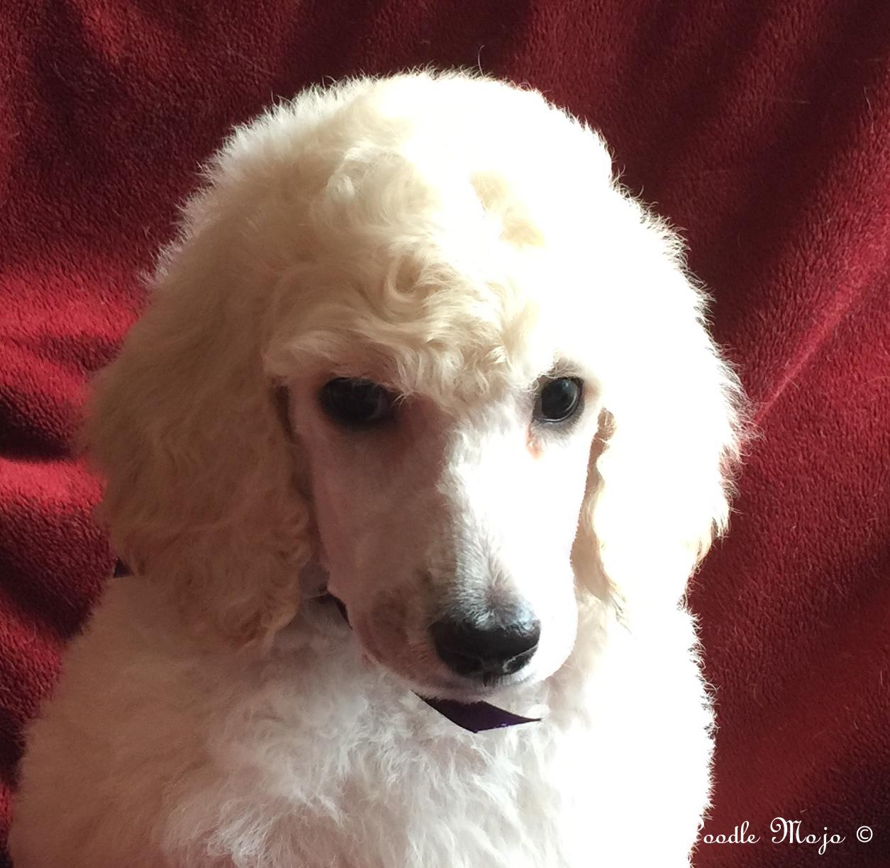 white standard poodle puppy