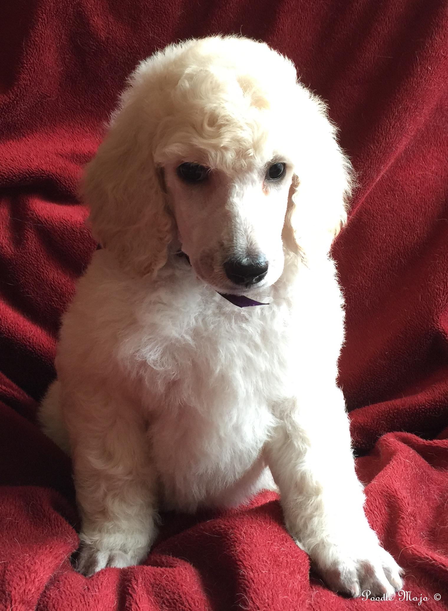 white standard poodle puppy