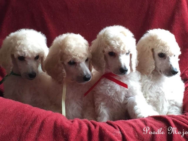 white standard poodle puppies