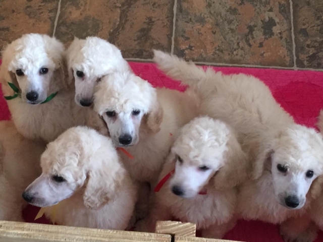 white standard poodle puppies