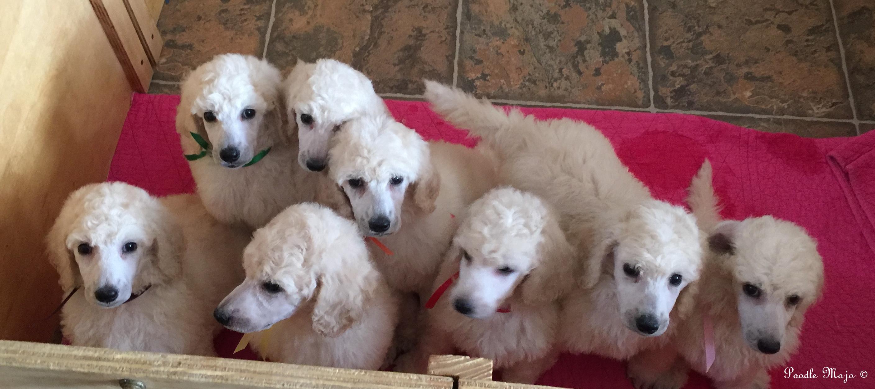 white standard poodle puppies