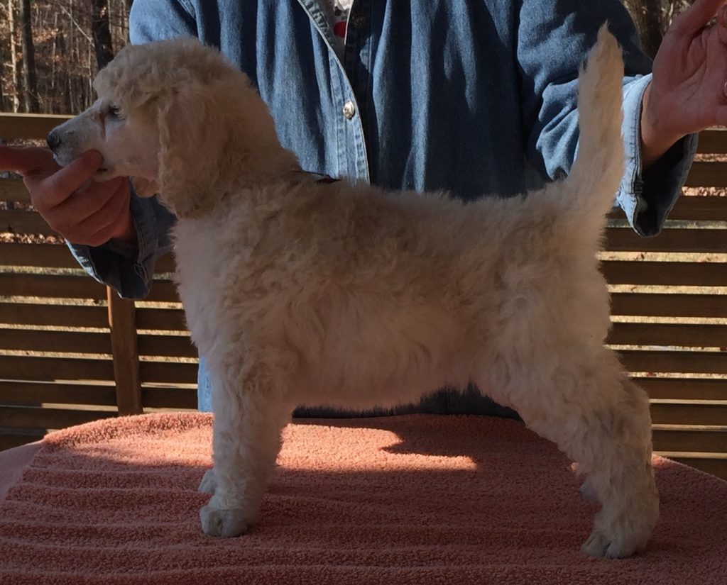 white standard poodle