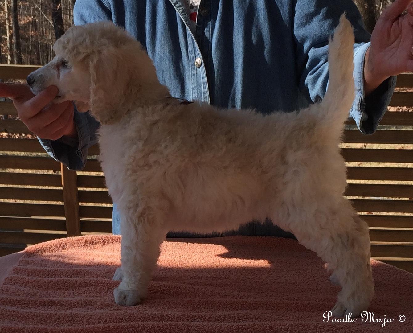 white standard poodle