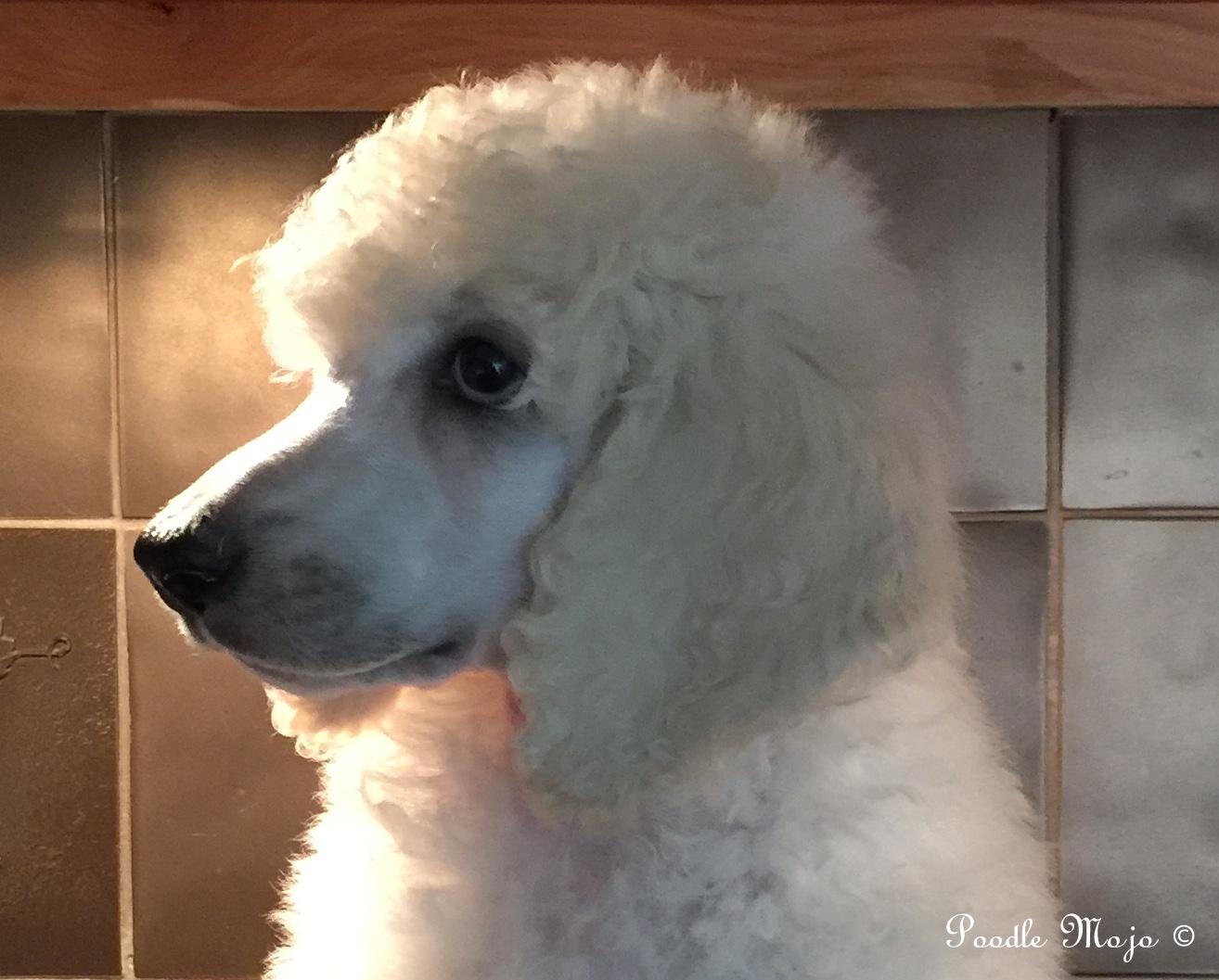 white standard poodle puppy
