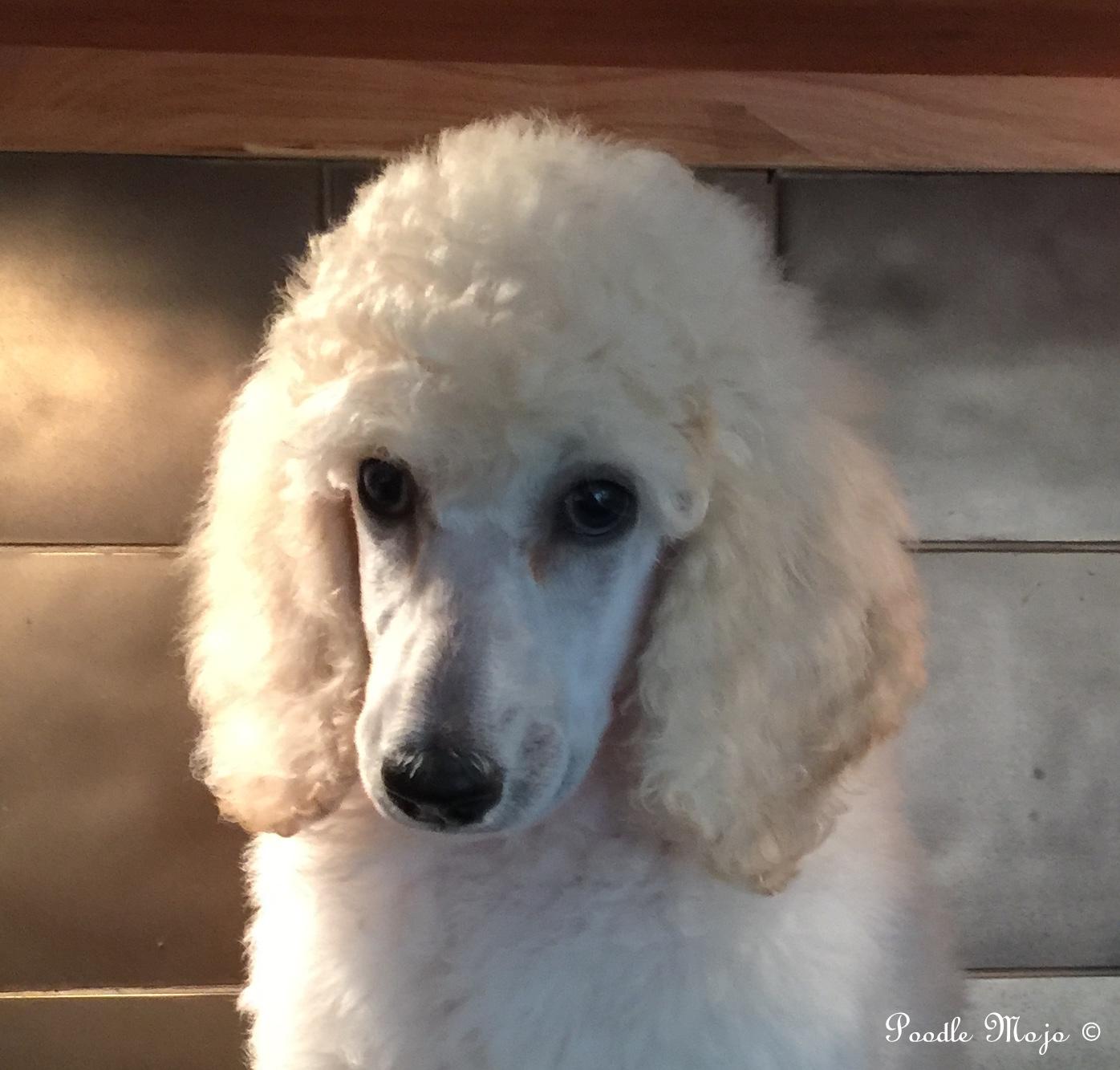 white standard poodle puppy