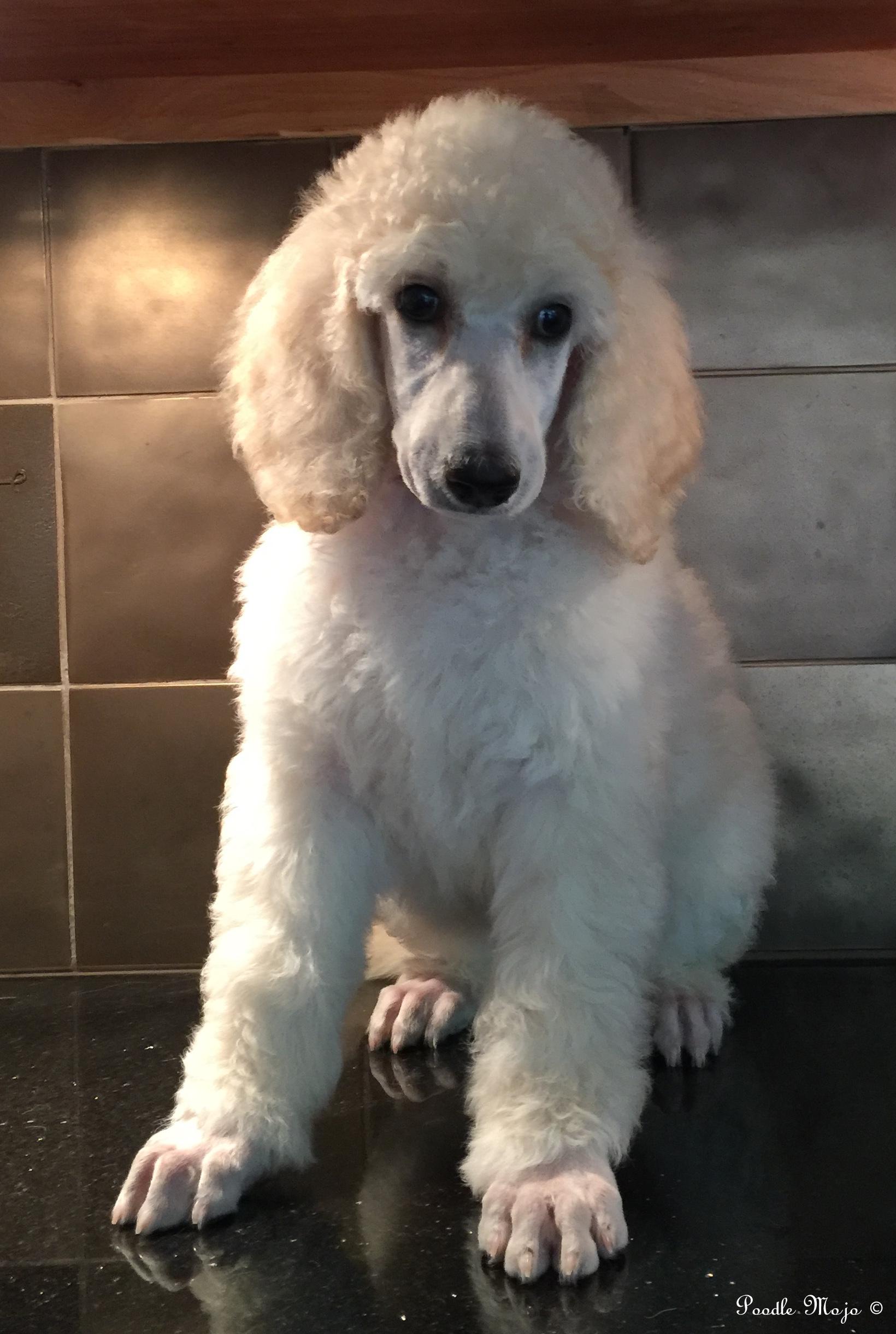 white standard poodle puppy