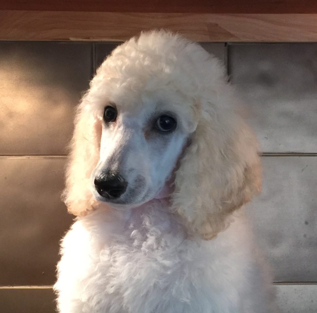 white standard poodle puppy