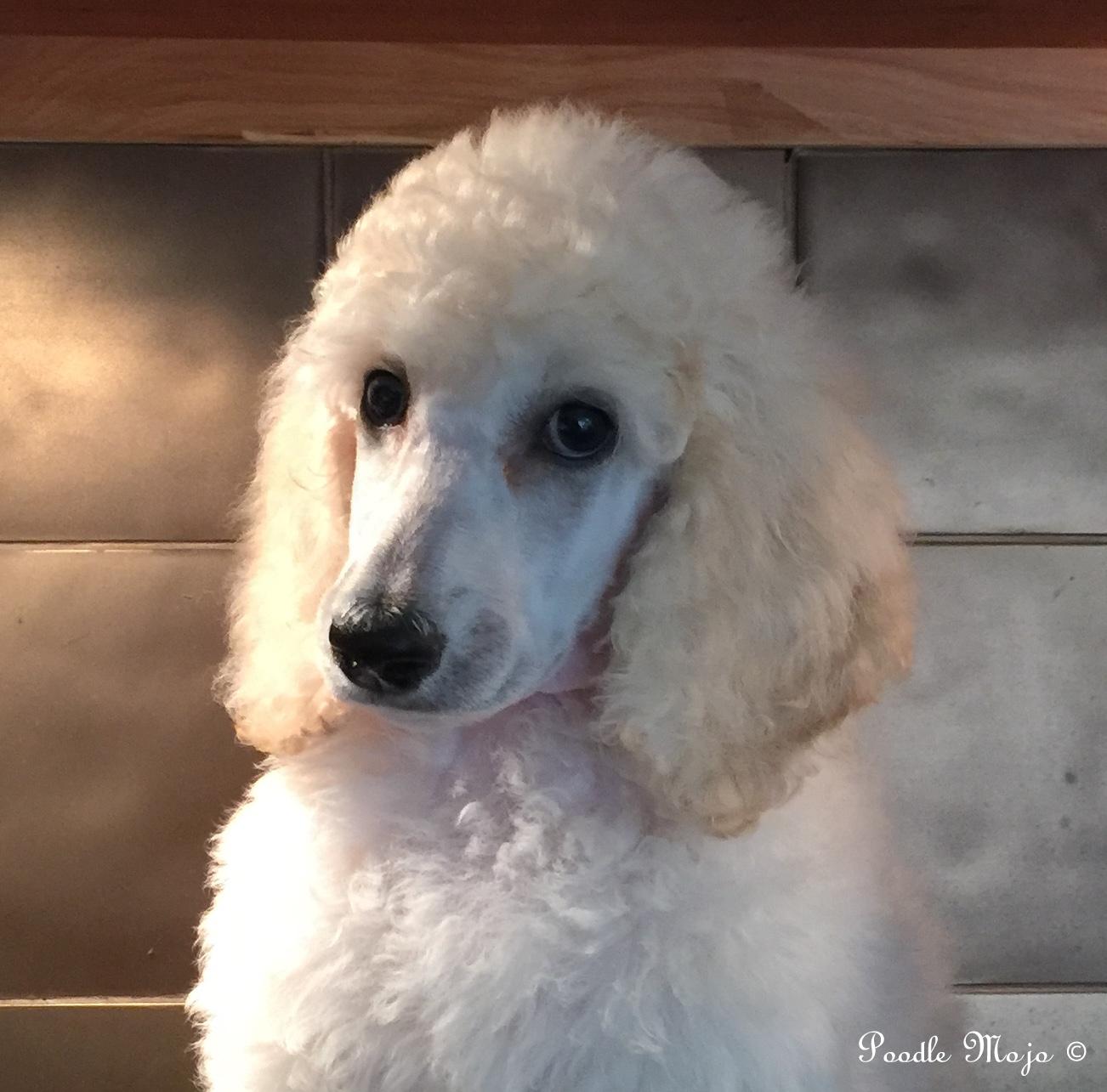 white standard poodle puppy