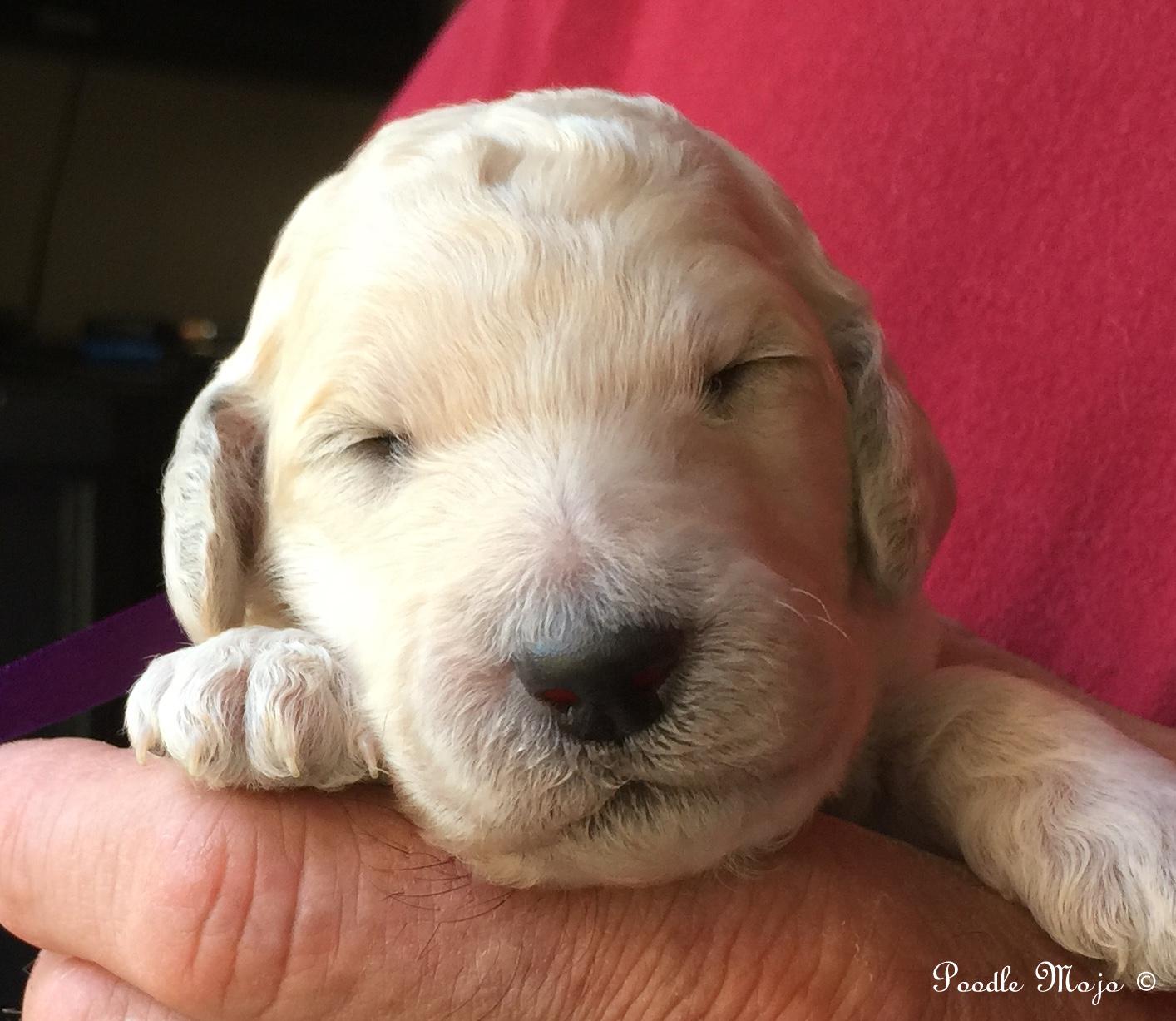 white standard poodle