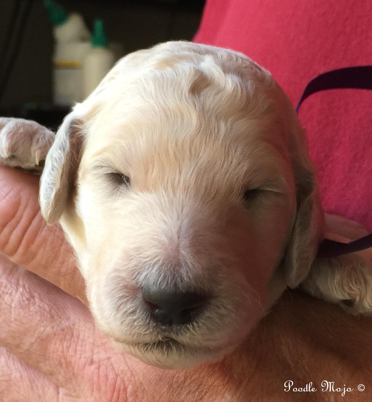 white standard poodle