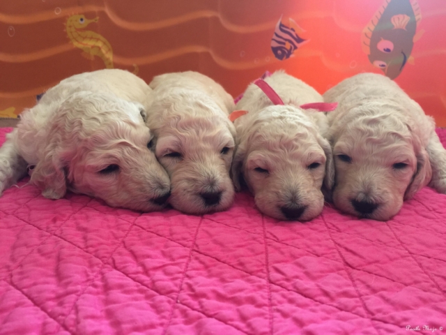 white standard poodle puppies