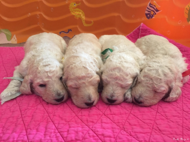 white standard poodle puppies