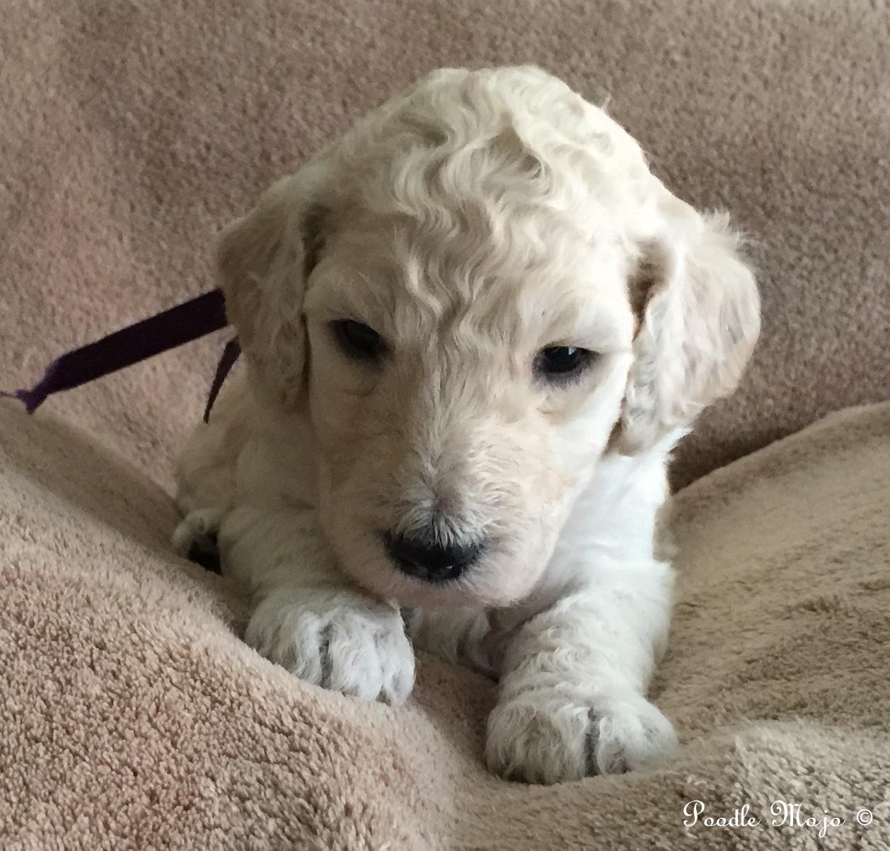 white standard poodle