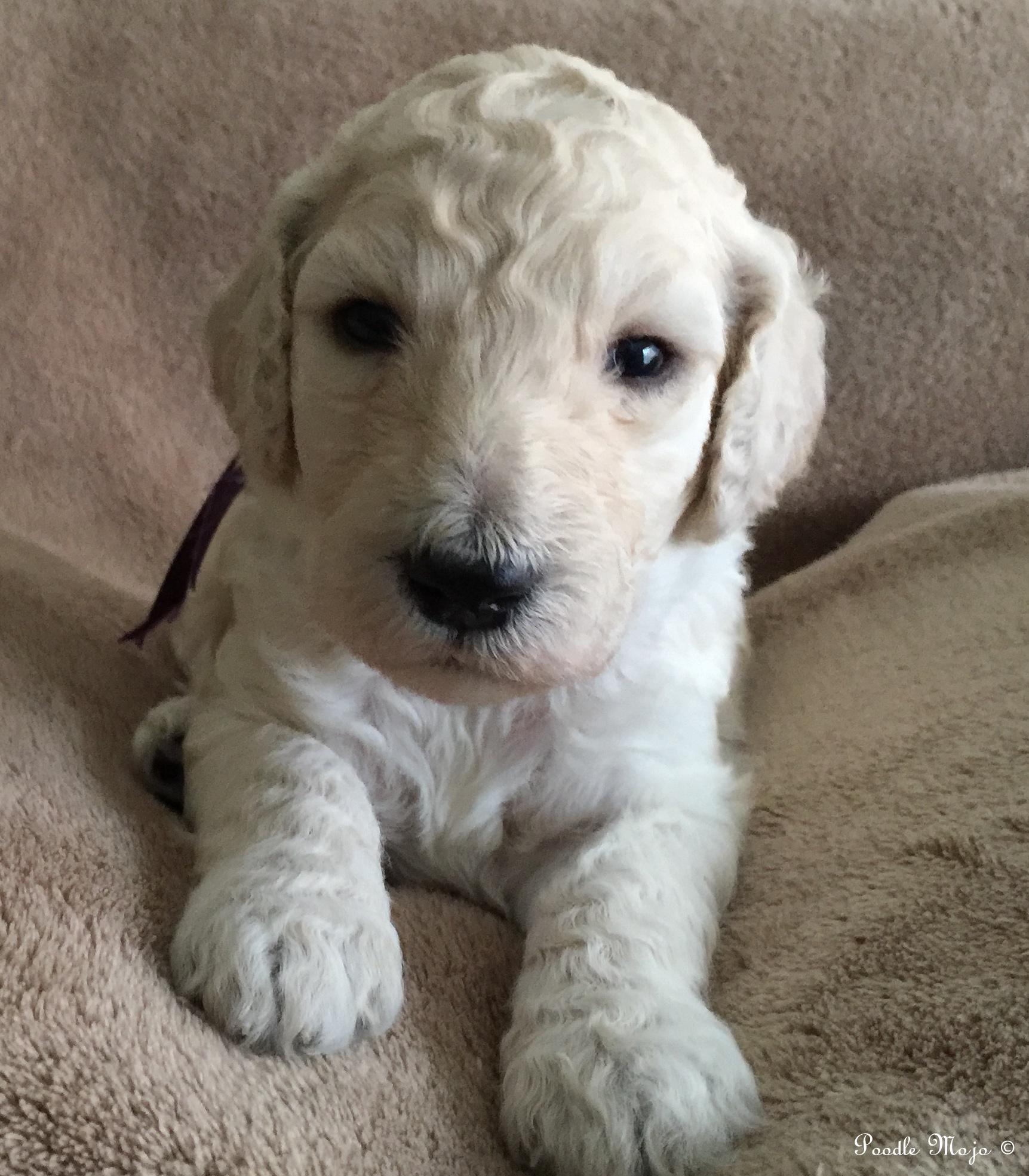 white standard poodle