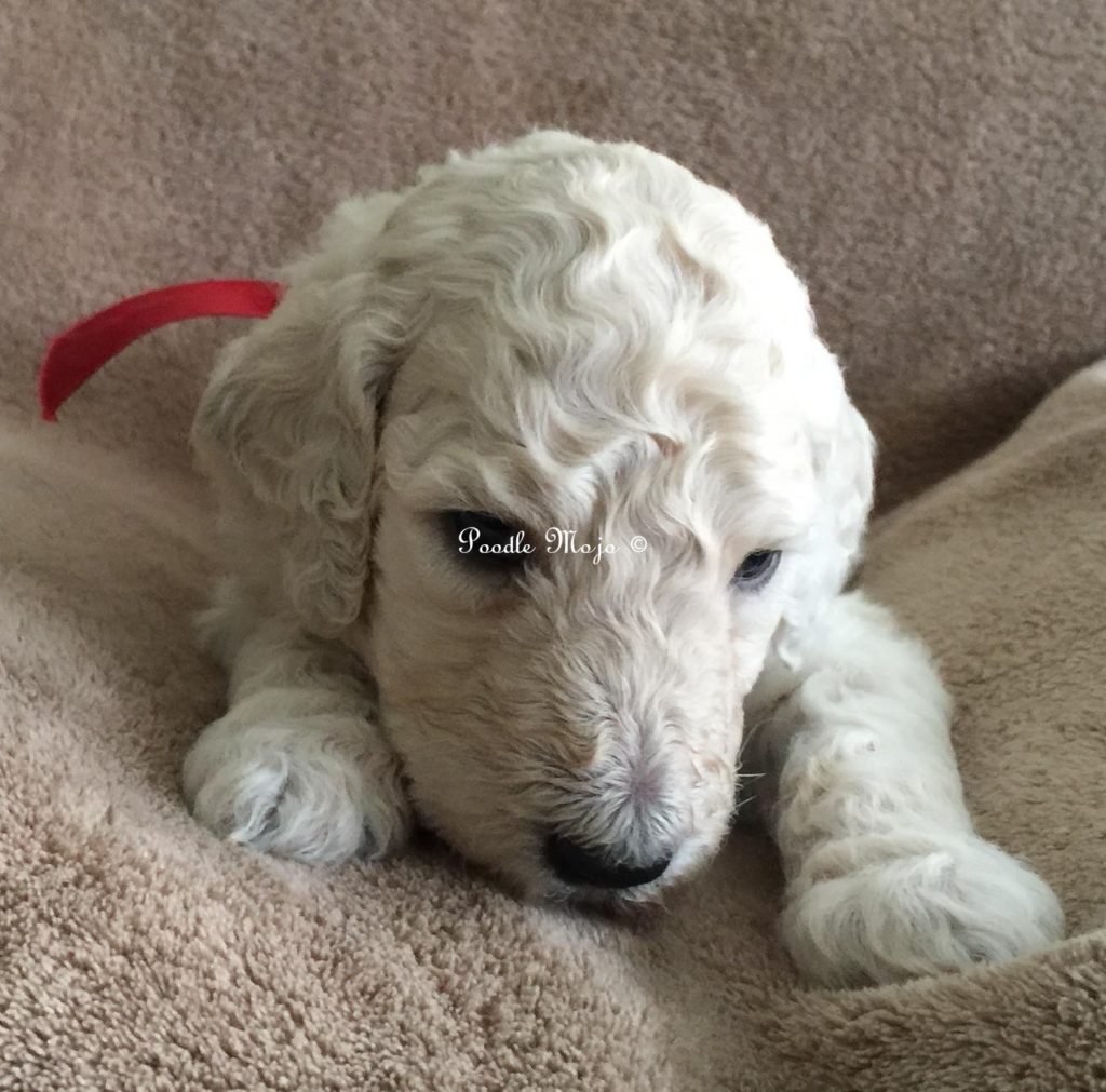 white standard poodle