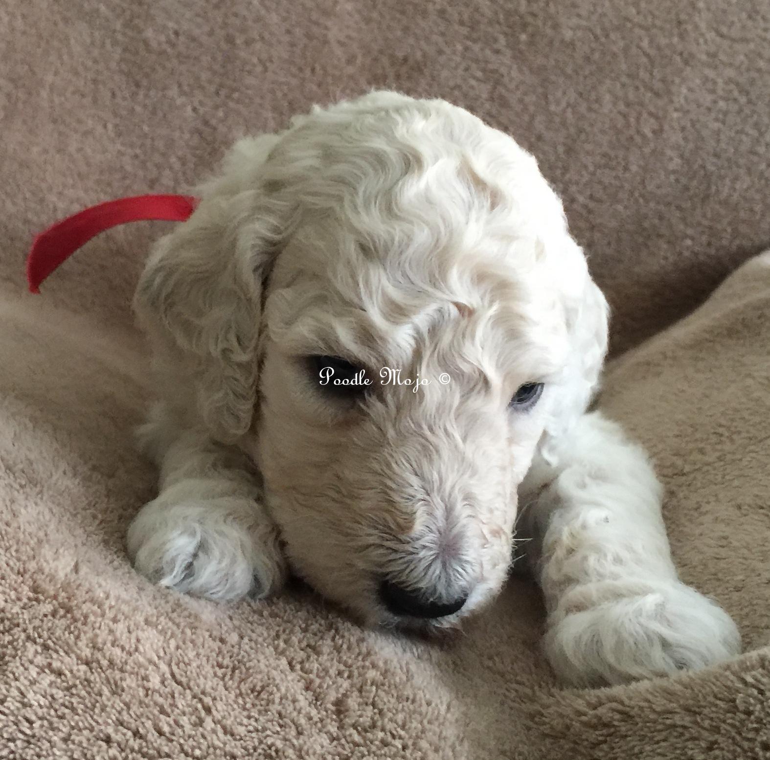 white standard poodle