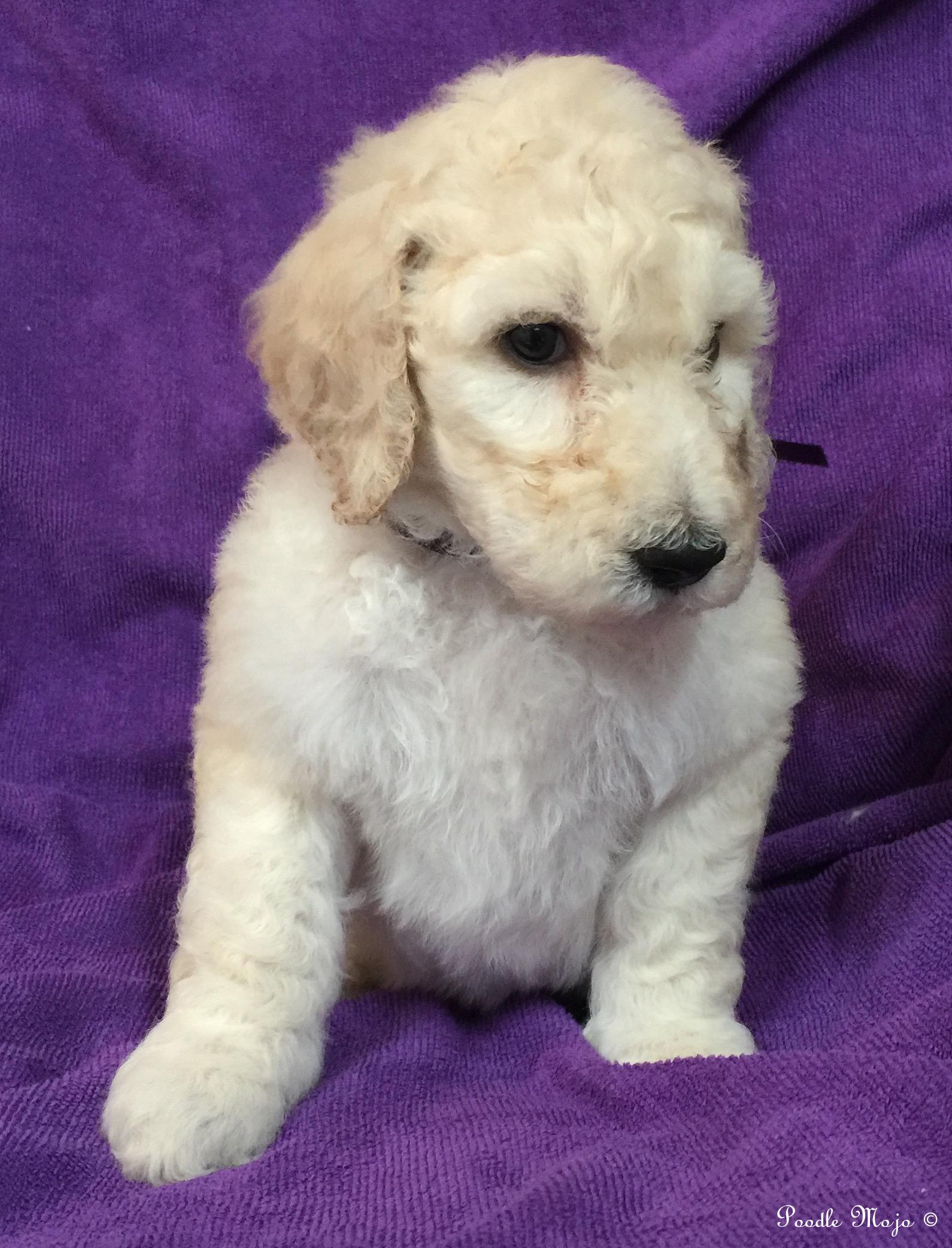 white standard poodle