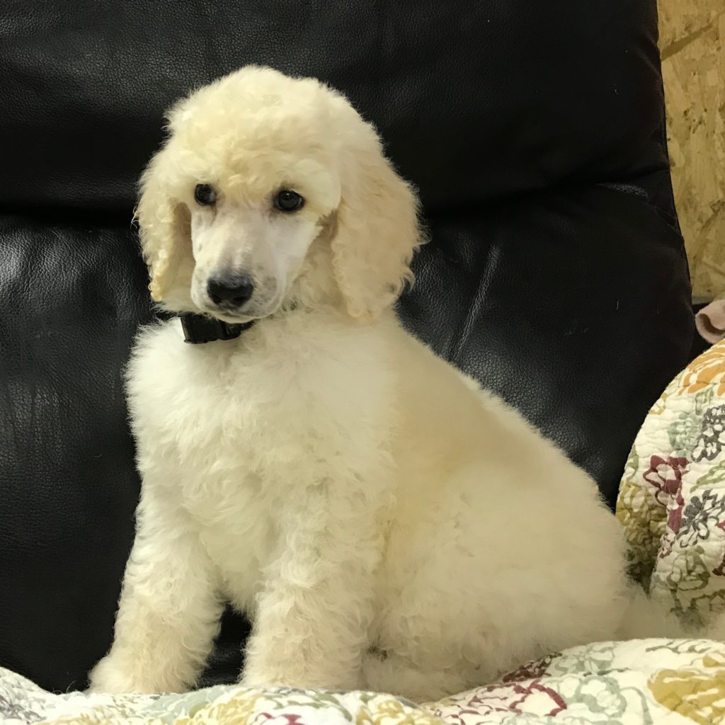 standard poodle puppy