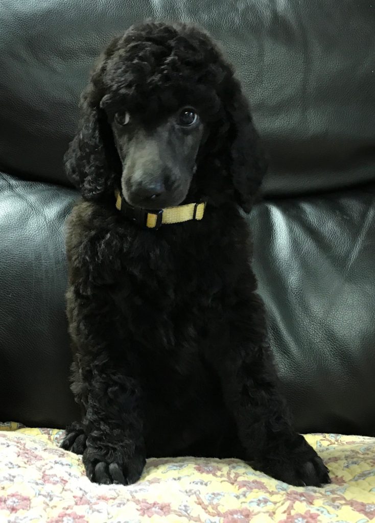 standard poodle puppy