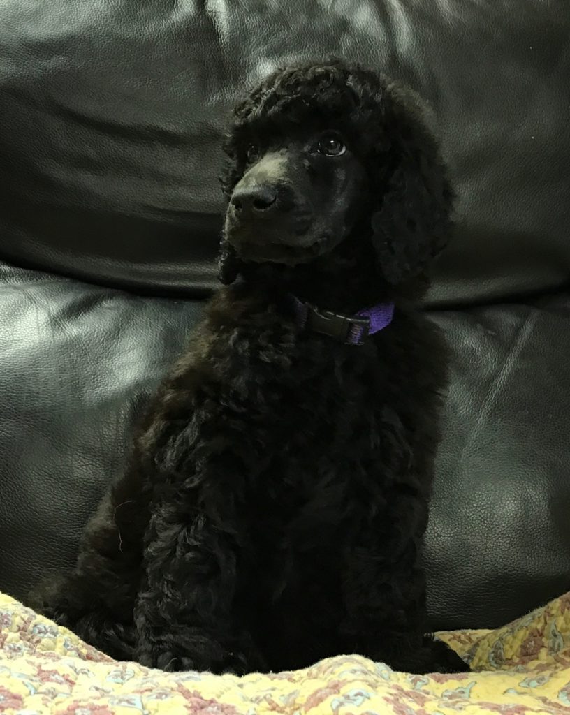standard poodle puppy