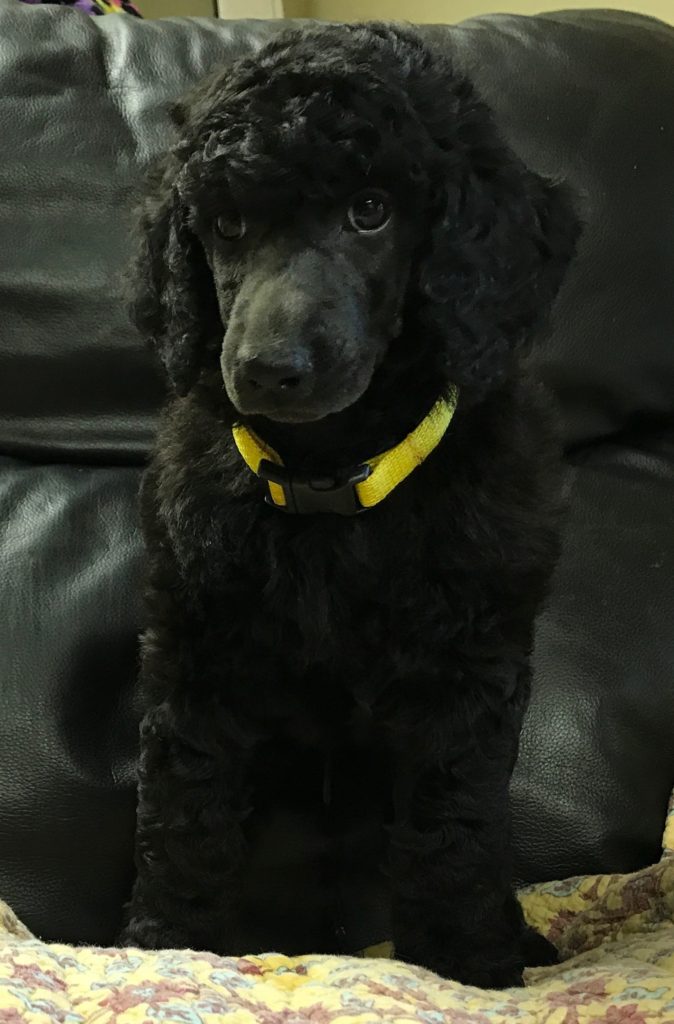 standard poodle puppy