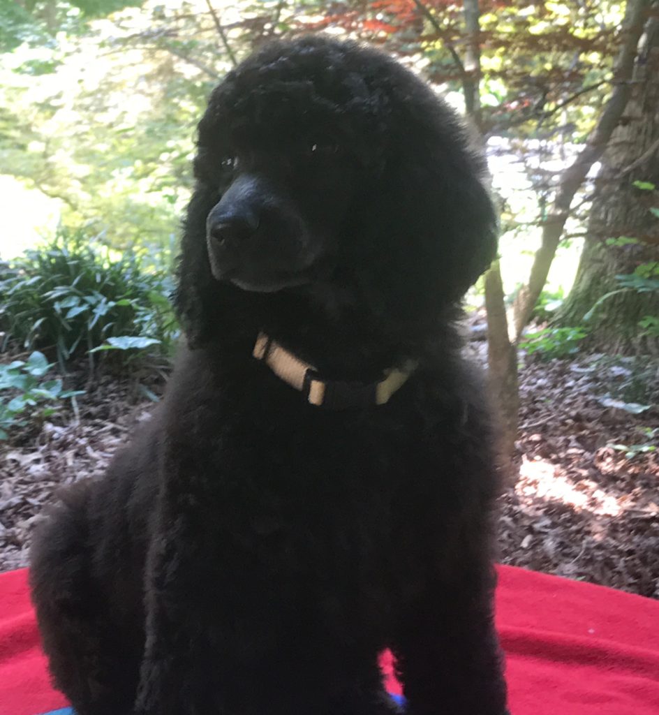 standard poodle puppy