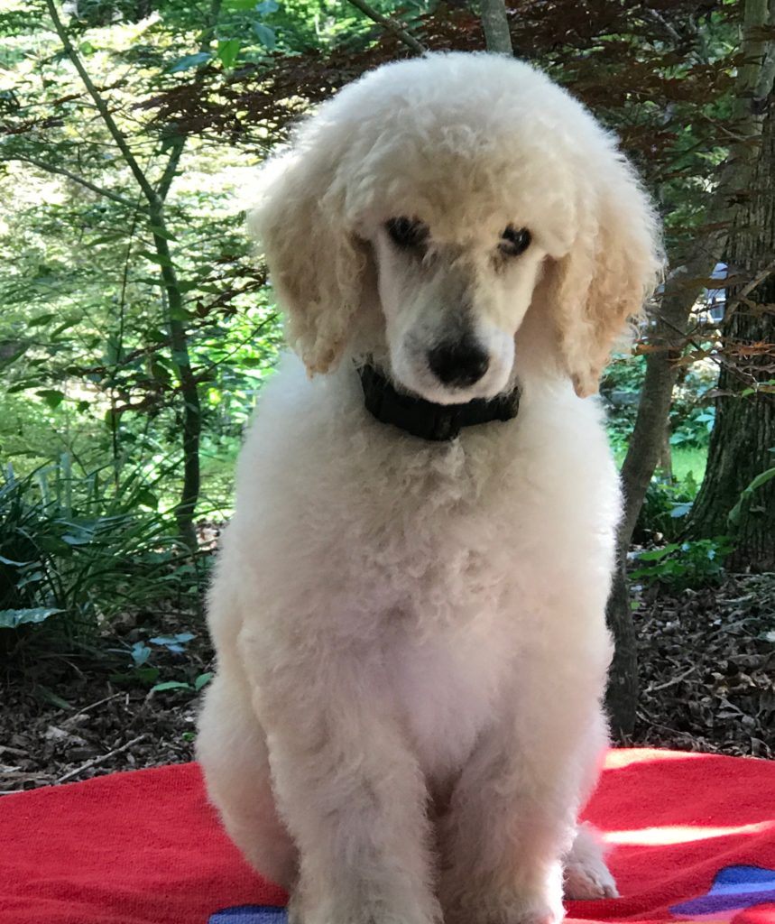 standard poodle puppy