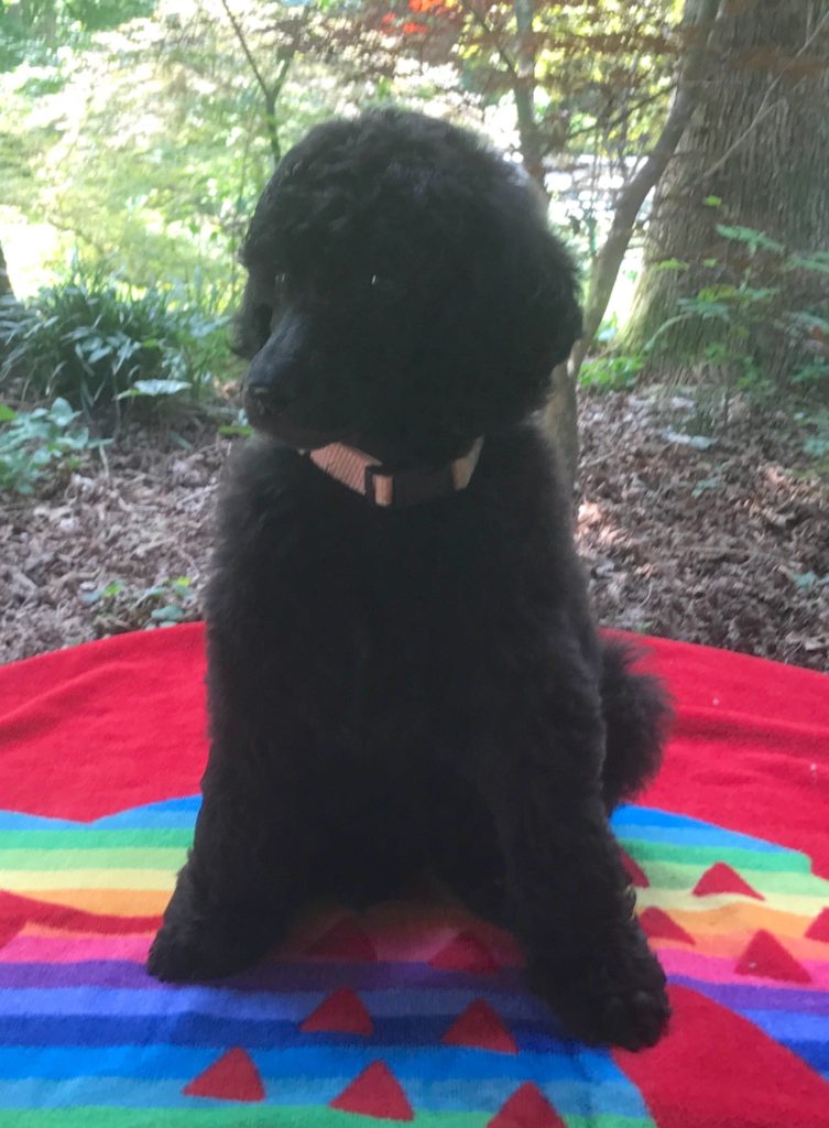 standard poodle puppy