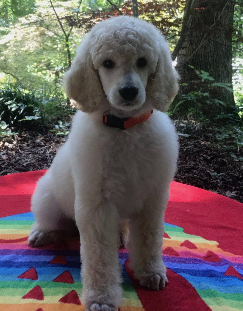 standard poodle puppy