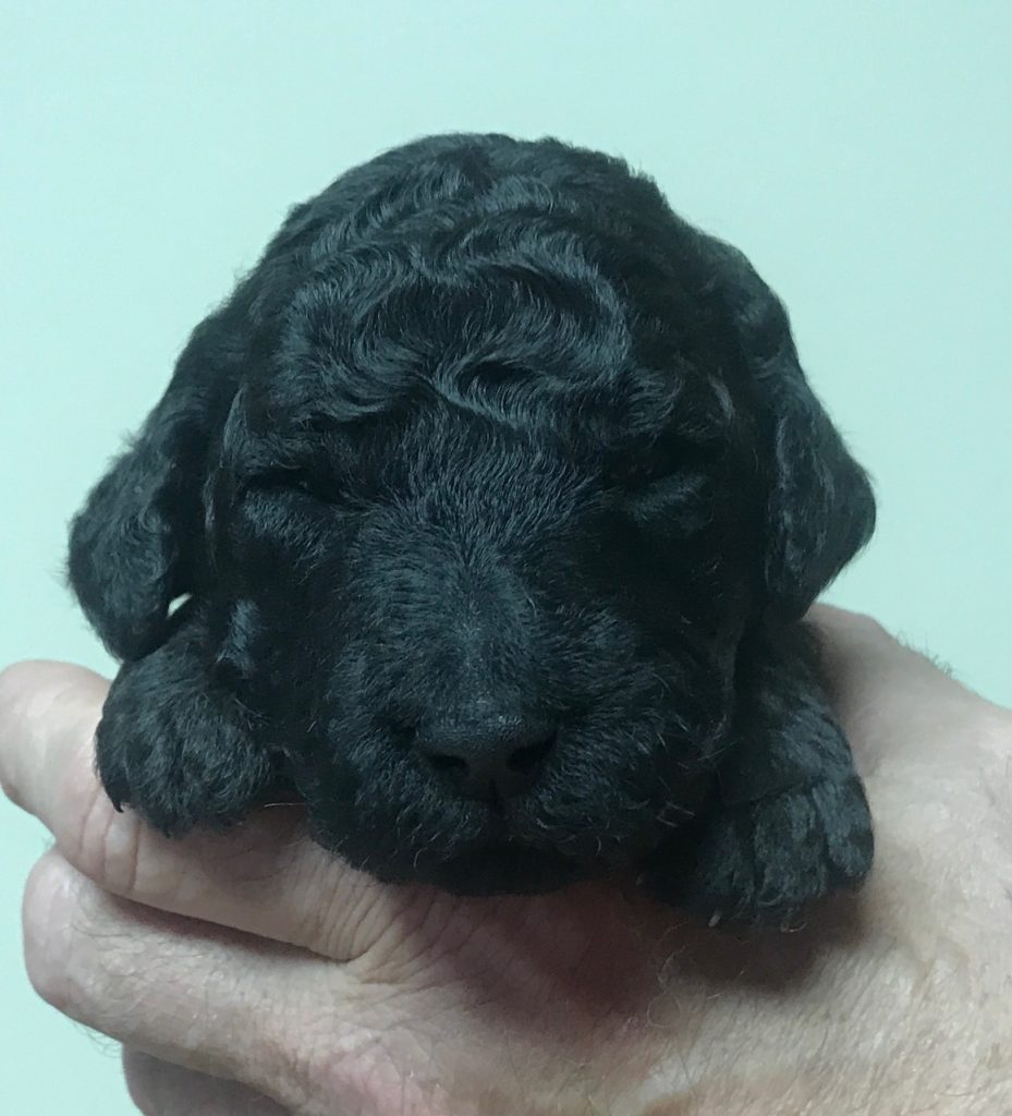 standard poodle puppy