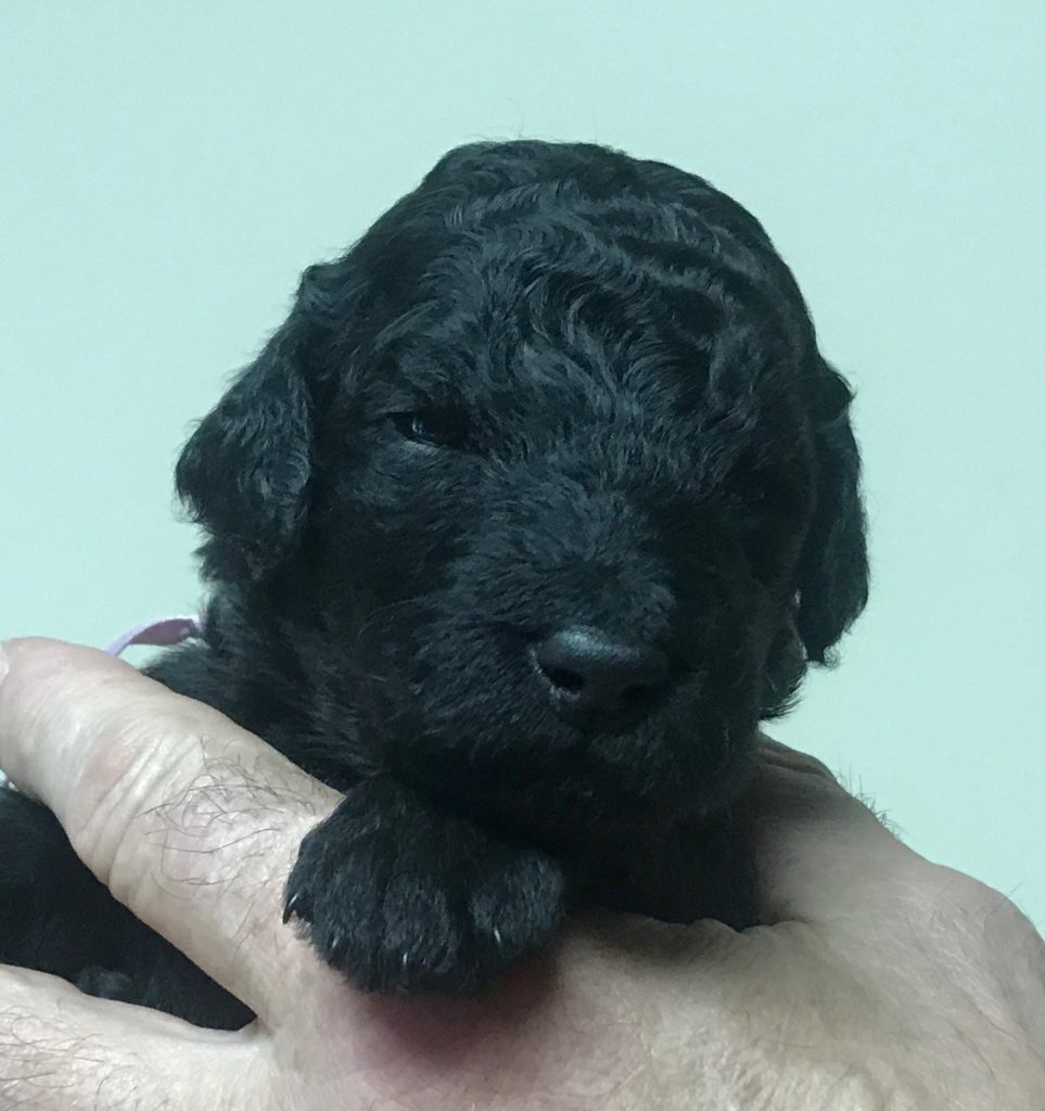 standard poodle puppy