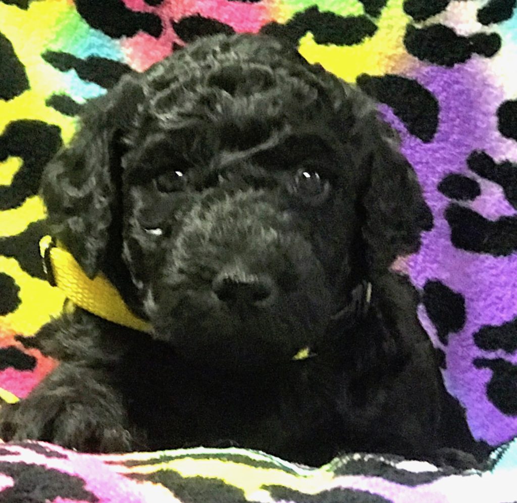 black standard poodle puppy