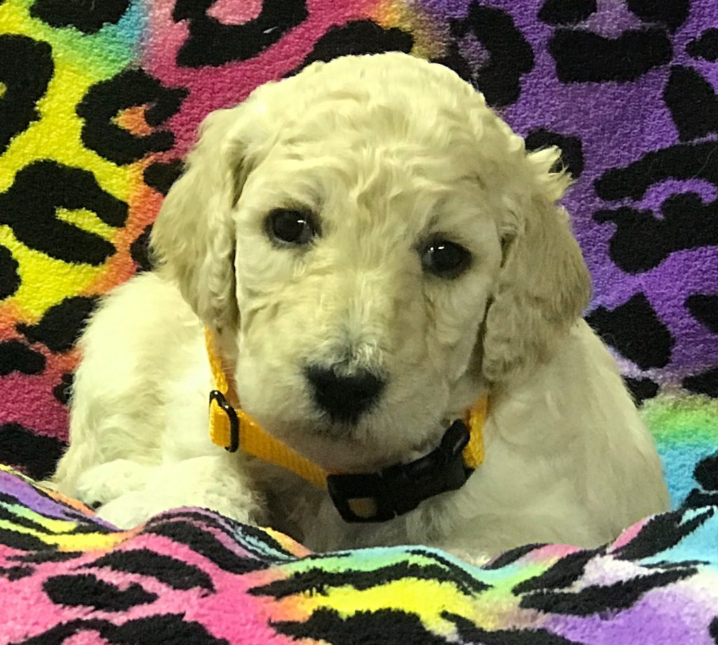 white standard poodle puppy