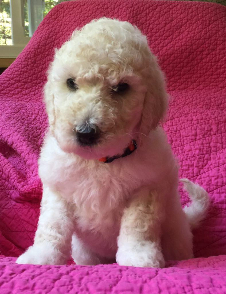 white standard poodle