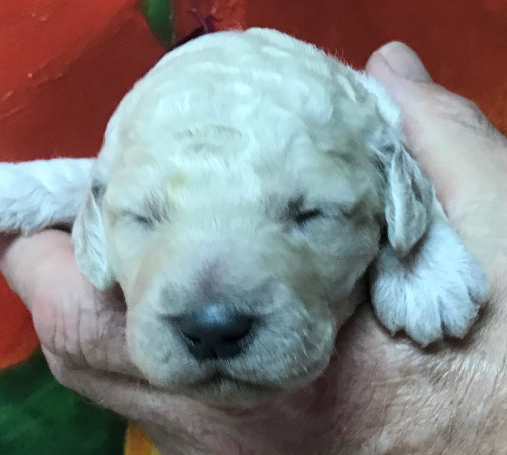 standard poodle puppy