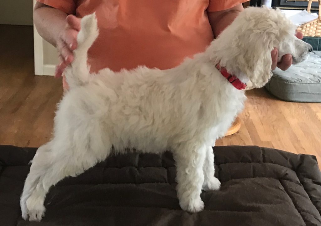 White Standard Poodle Puppy