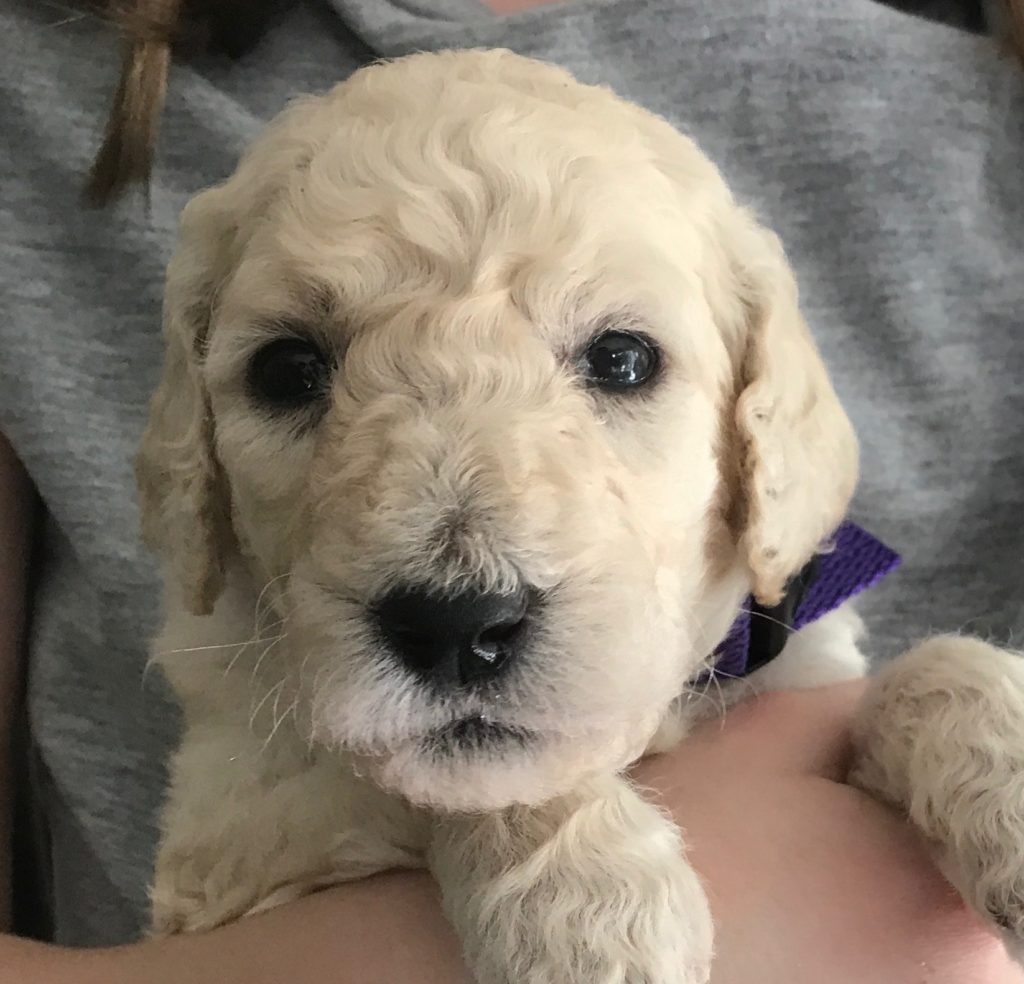 White Standard Poodle Puppy