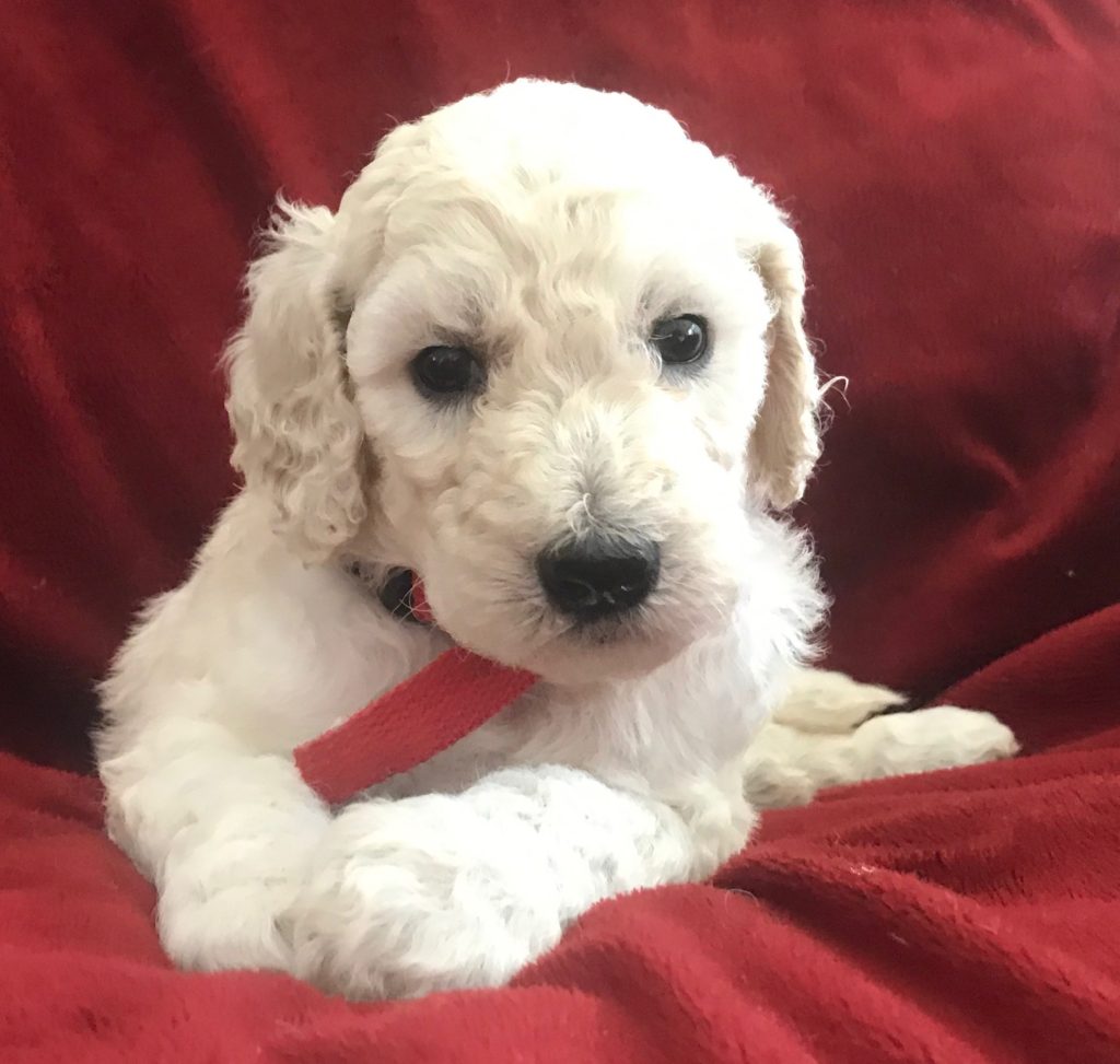 White Standard Poodle Puppy