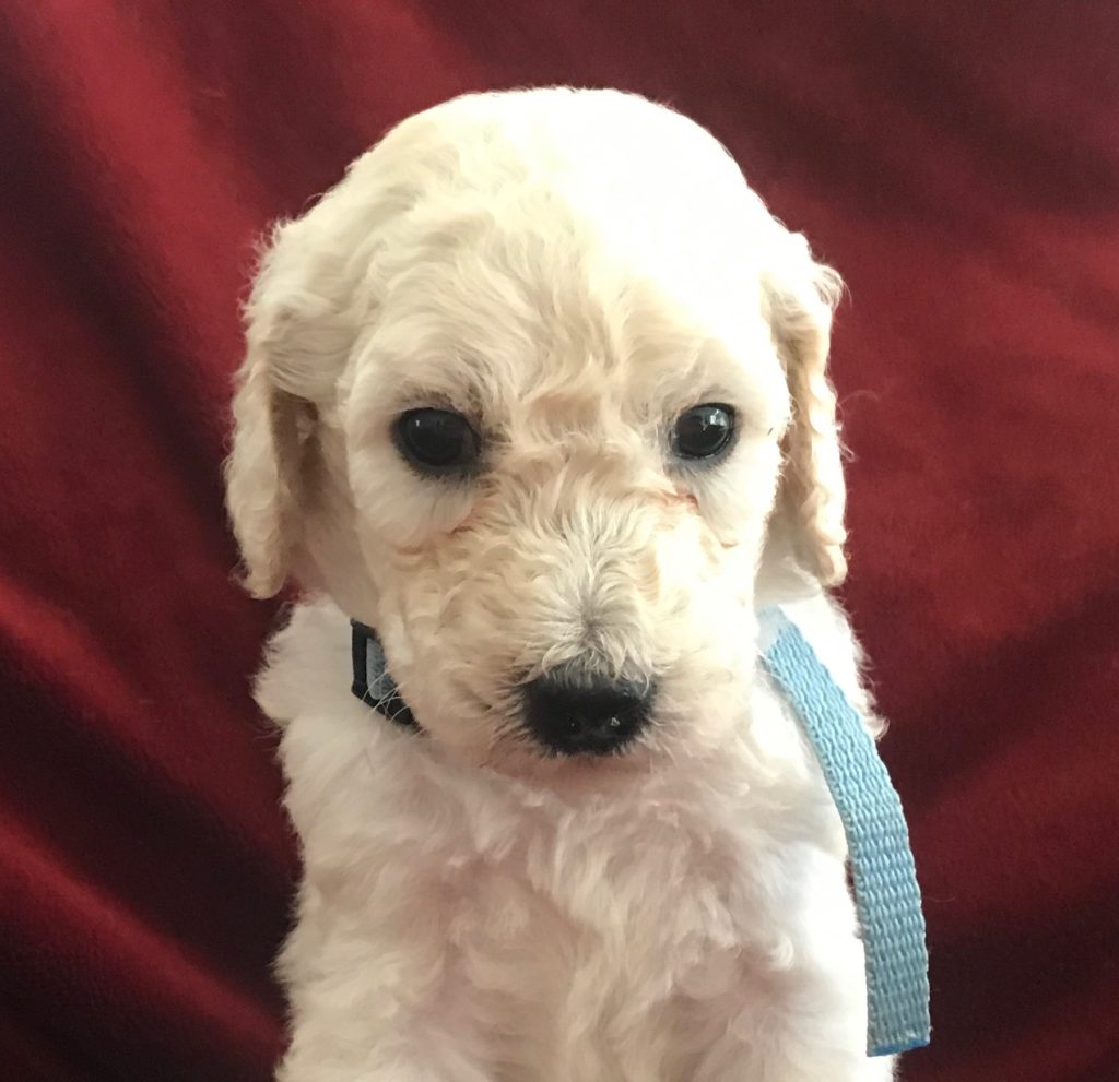 White Standard Poodle Puppy