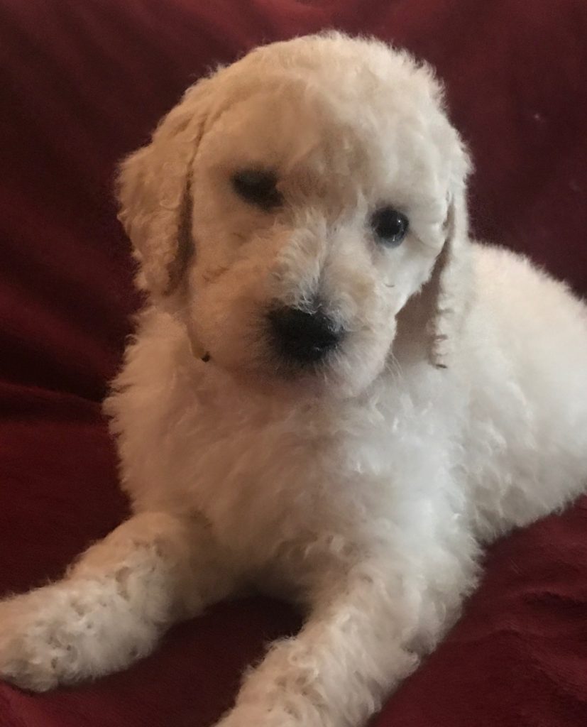White Standard Poodle Puppy