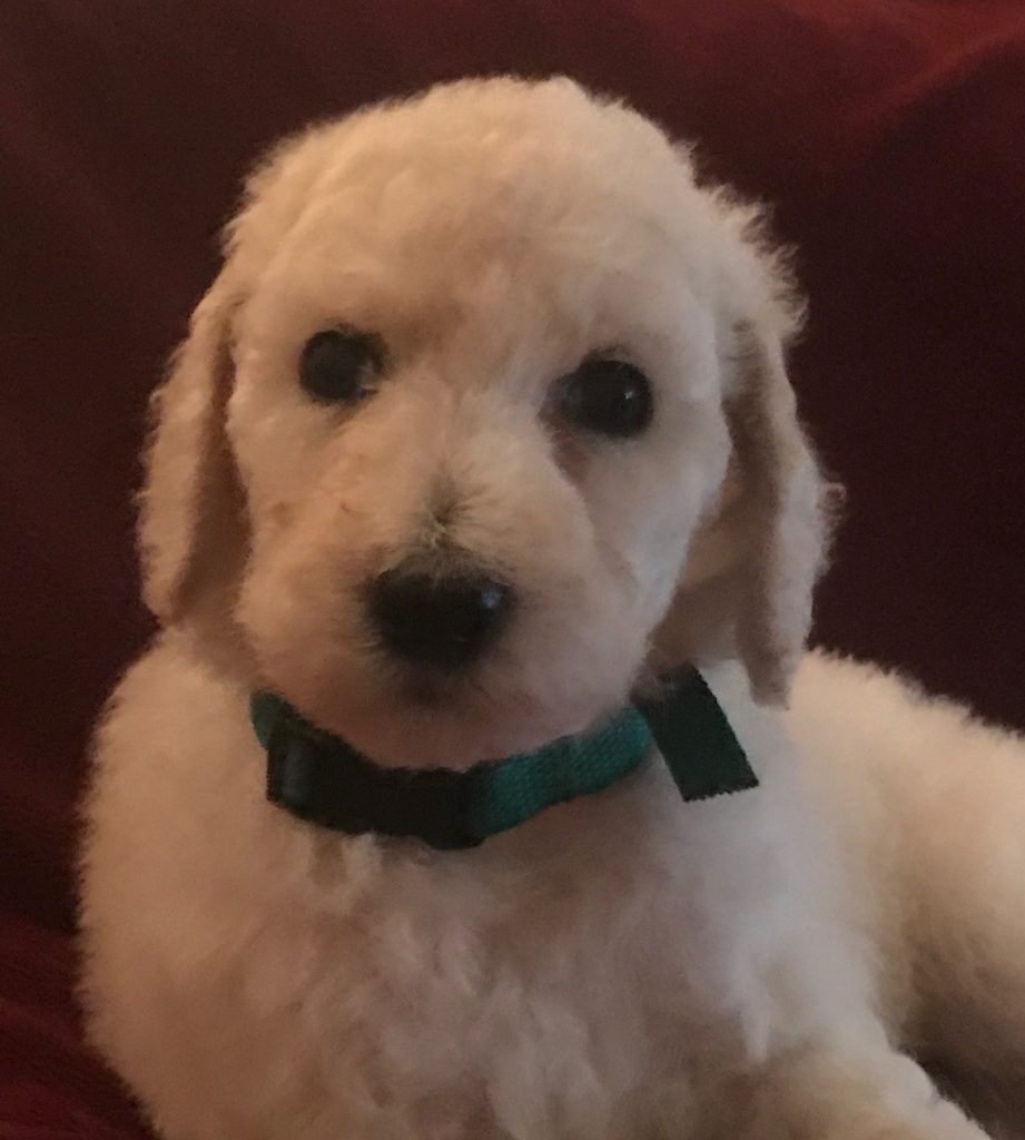 White Standard Poodle Puppy
