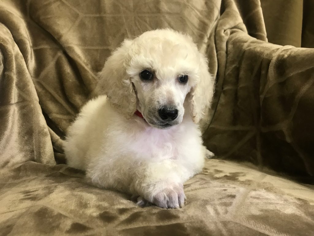 White Standard Poodle Puppy