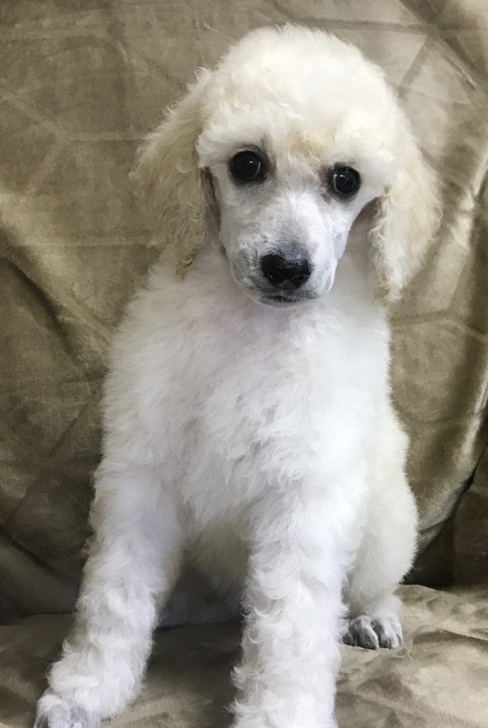 White Standard Poodle Puppy