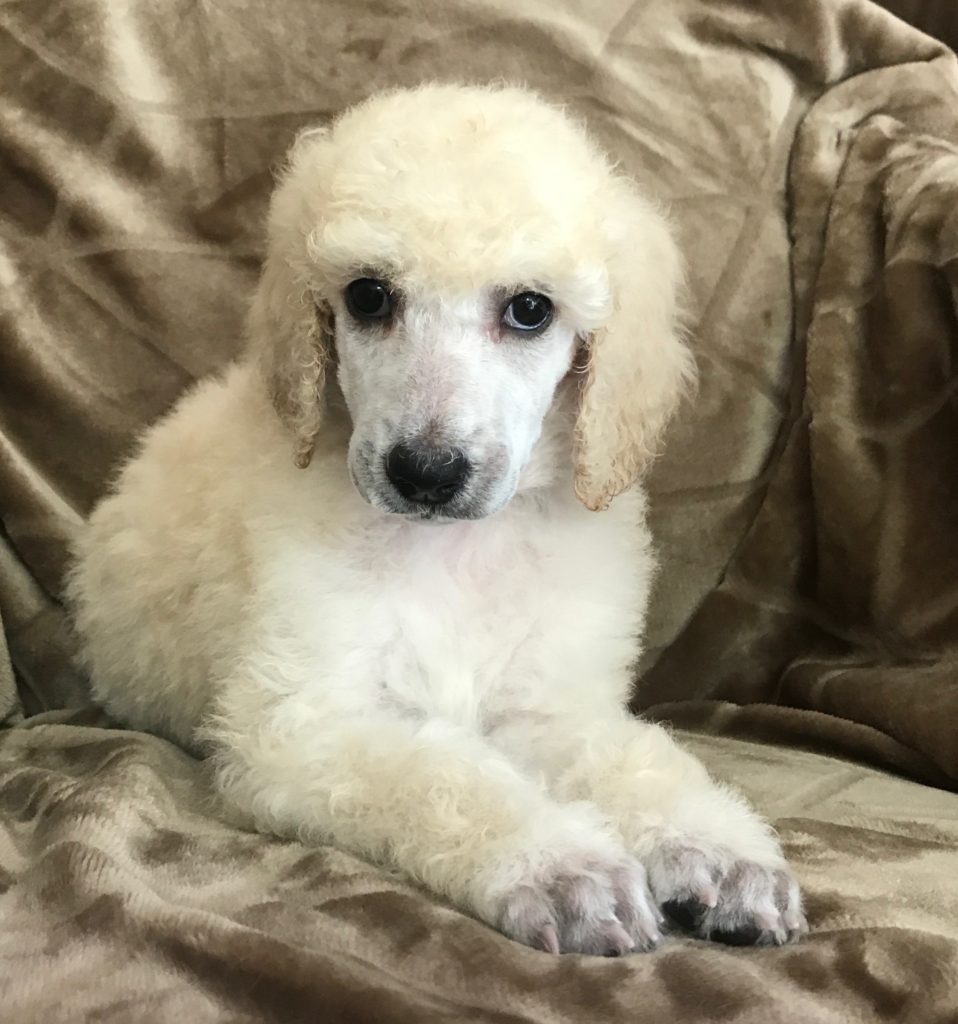 White Standard Poodle Puppy