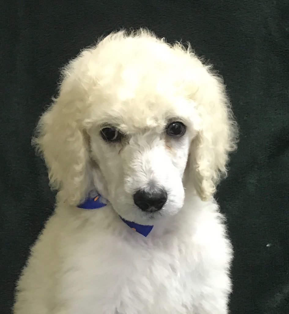 White Standard Poodle Puppy